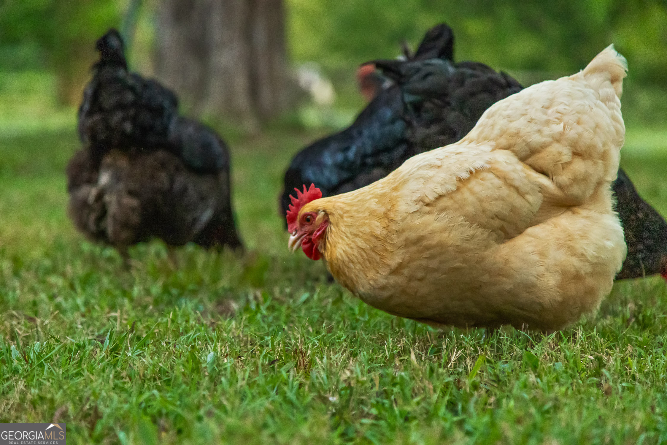 657 Brock Road Chickamauga, GA 30707 - Photo 8 of 51