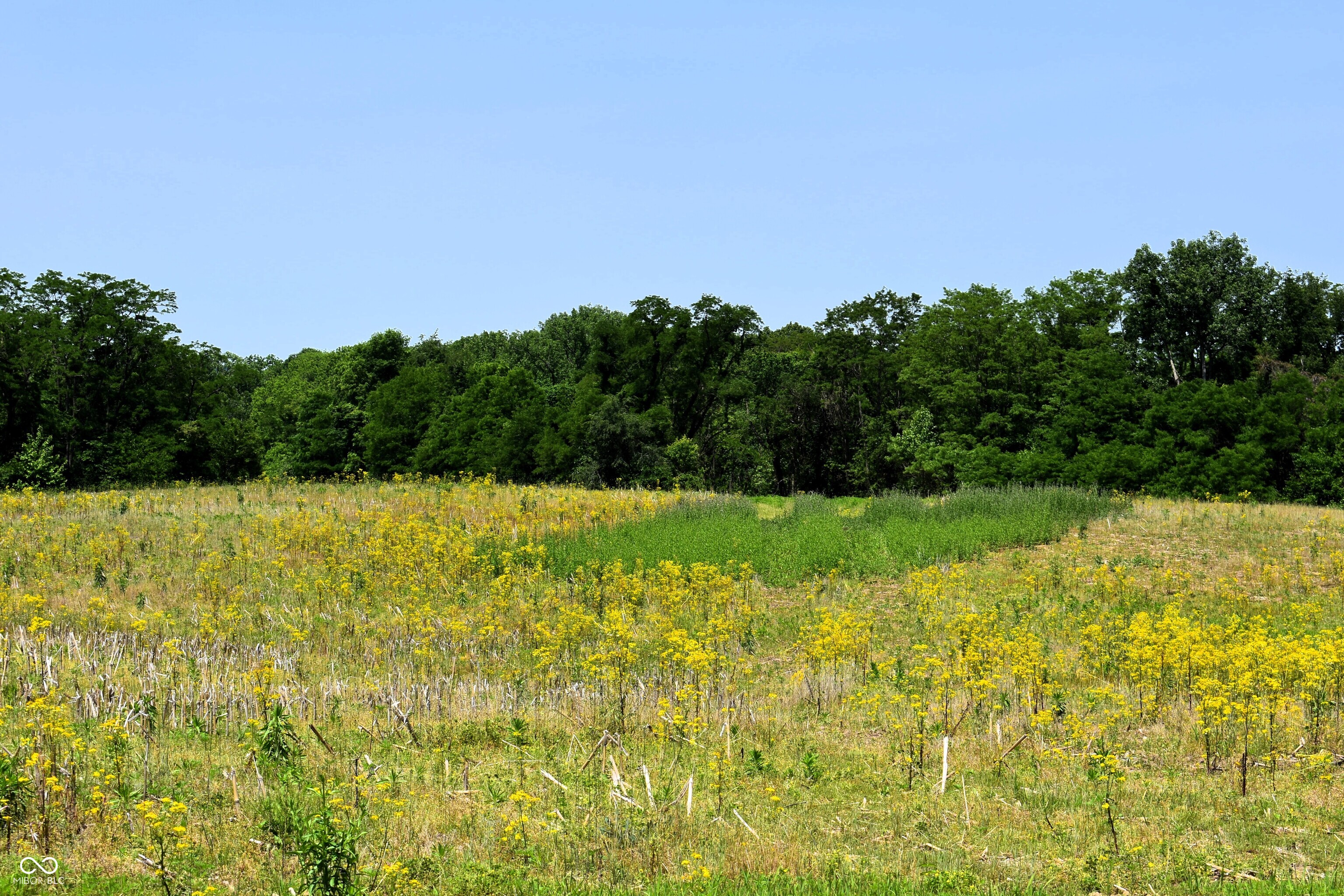 0 Whitetail Ridge Mooresville, IN 46158 - Photo 5 of 8