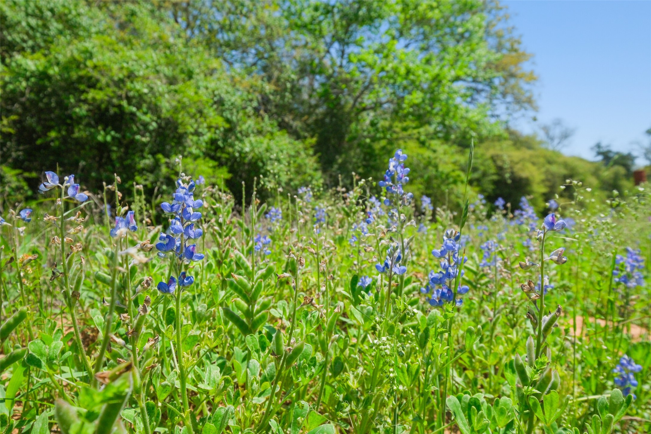 24718 Squirrel Road New Ulm, TX 78950 - Photo 11 of 26 a view of a flower in a garden