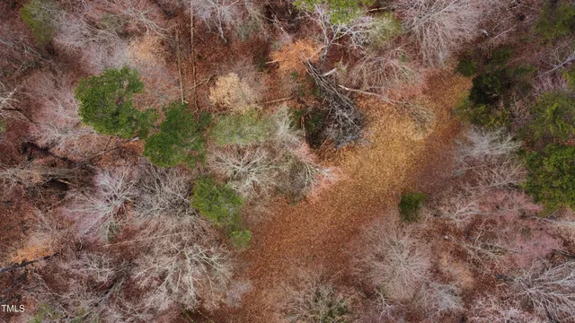 a view of a forest with trees