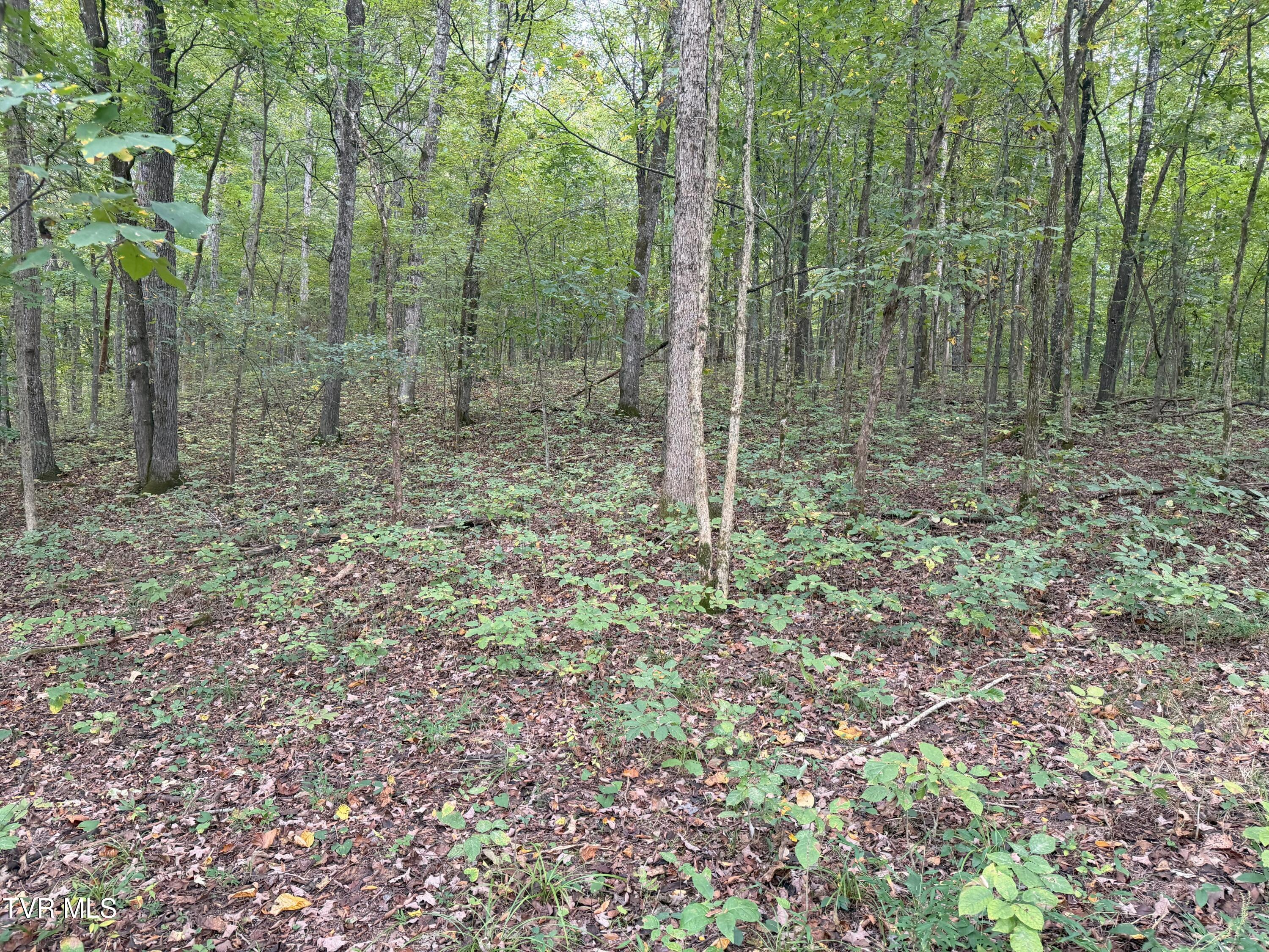 37.33-ac Charlie Doty Road Afton, TN 37616 - Photo 33 of 49 33