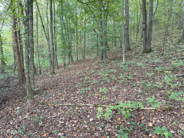 $300,000 | 37.33-ac Charlie Doty Road, Afton, TN 37616