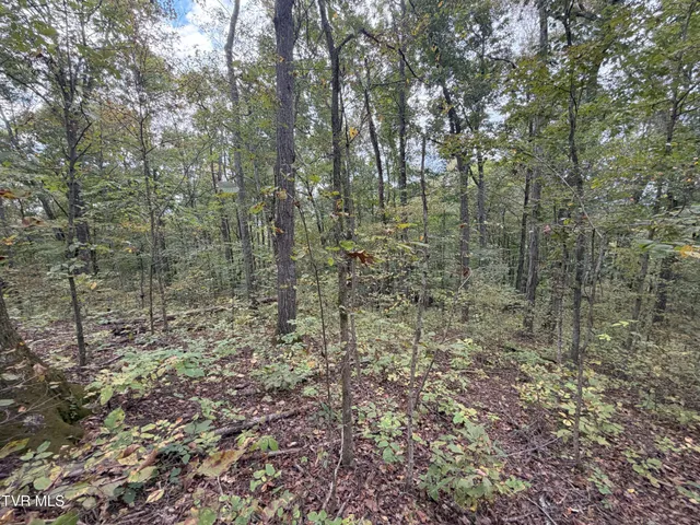 $300,000 | 37.33-ac Charlie Doty Road, Afton, TN 37616