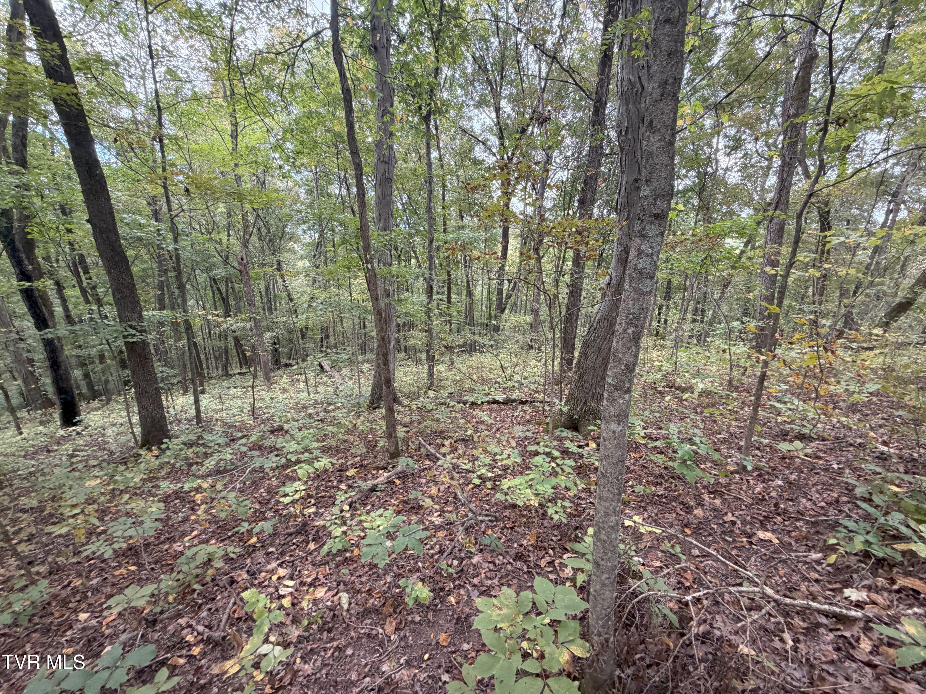 37.33-ac Charlie Doty Road Afton, TN 37616 - Photo 44 of 49 44