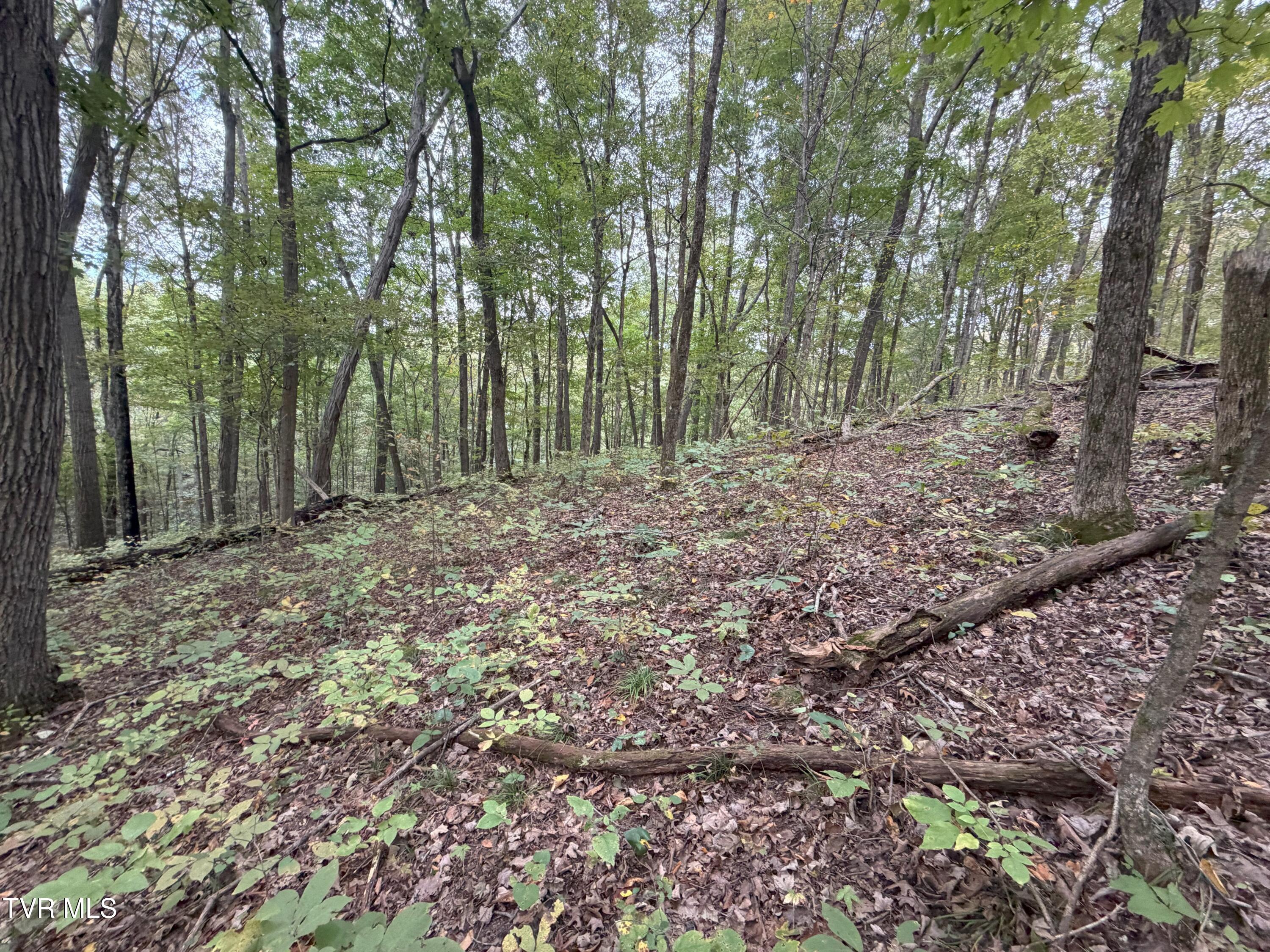 37.33-ac Charlie Doty Road Afton, TN 37616 - Photo 47 of 49 47