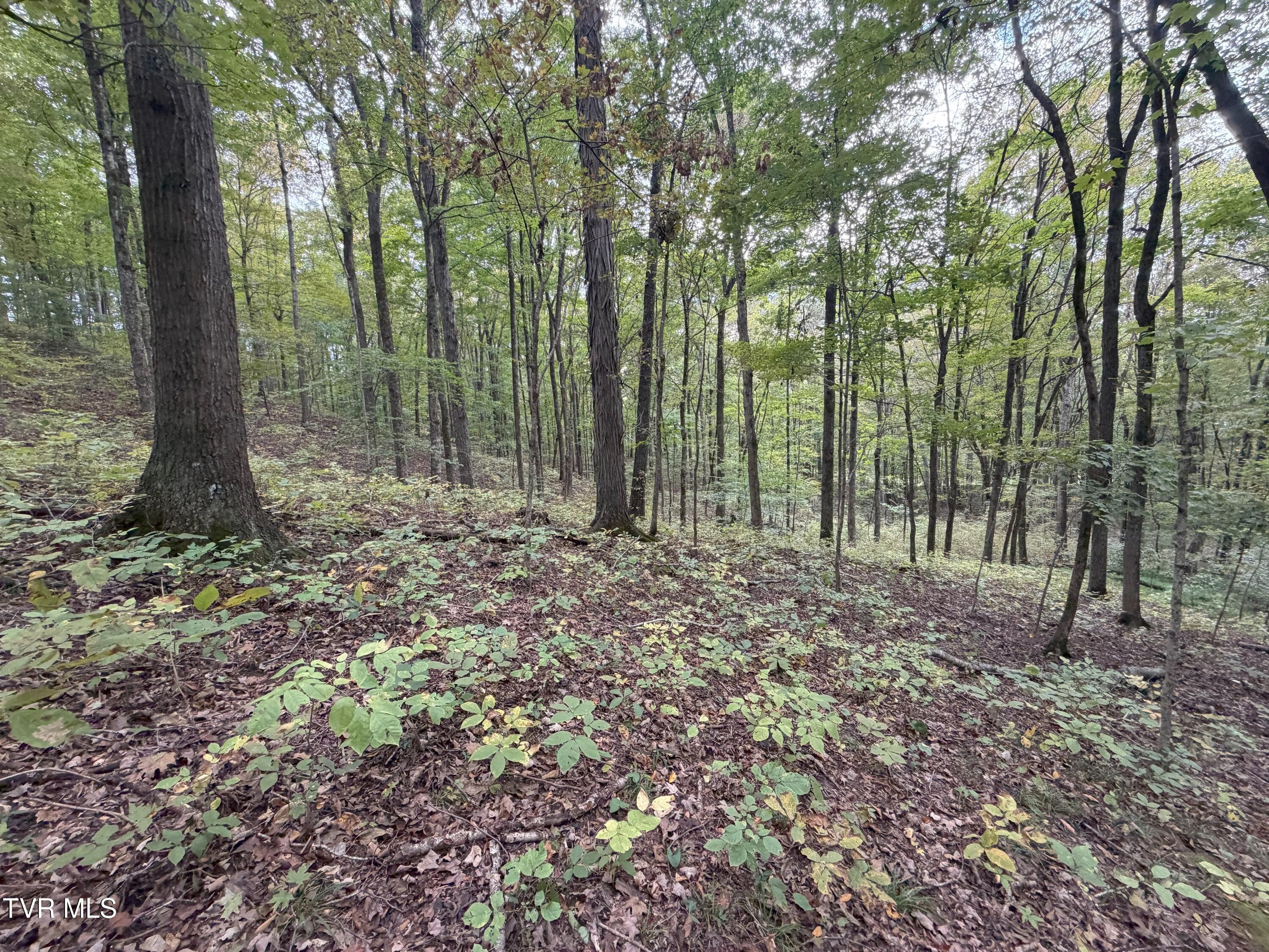 37.33-ac Charlie Doty Road Afton, TN 37616 - Photo 48 of 49 48