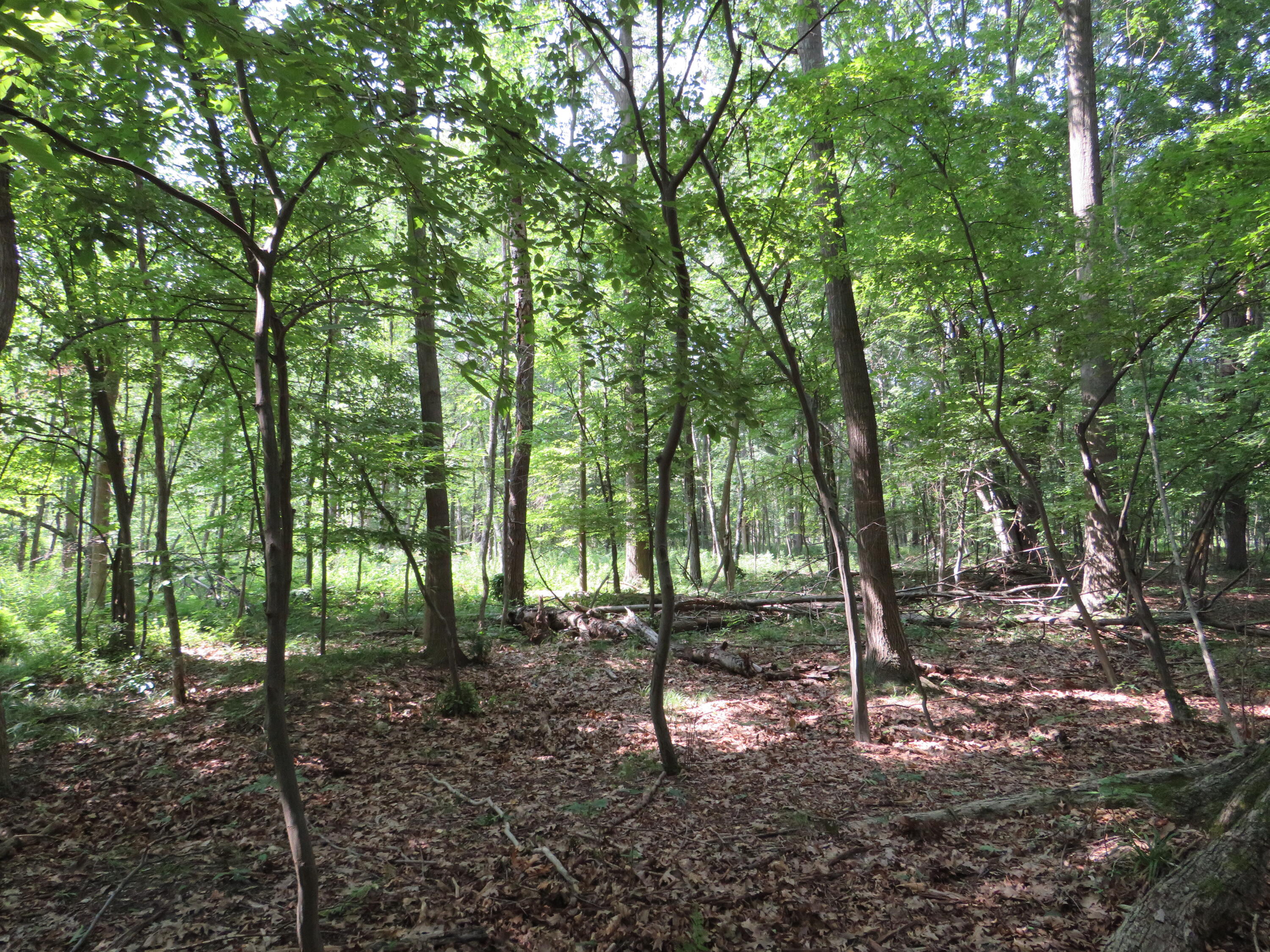 Northeast County Line Road Coleman, MI 48618 - Photo 14 of 54 IMG_7108