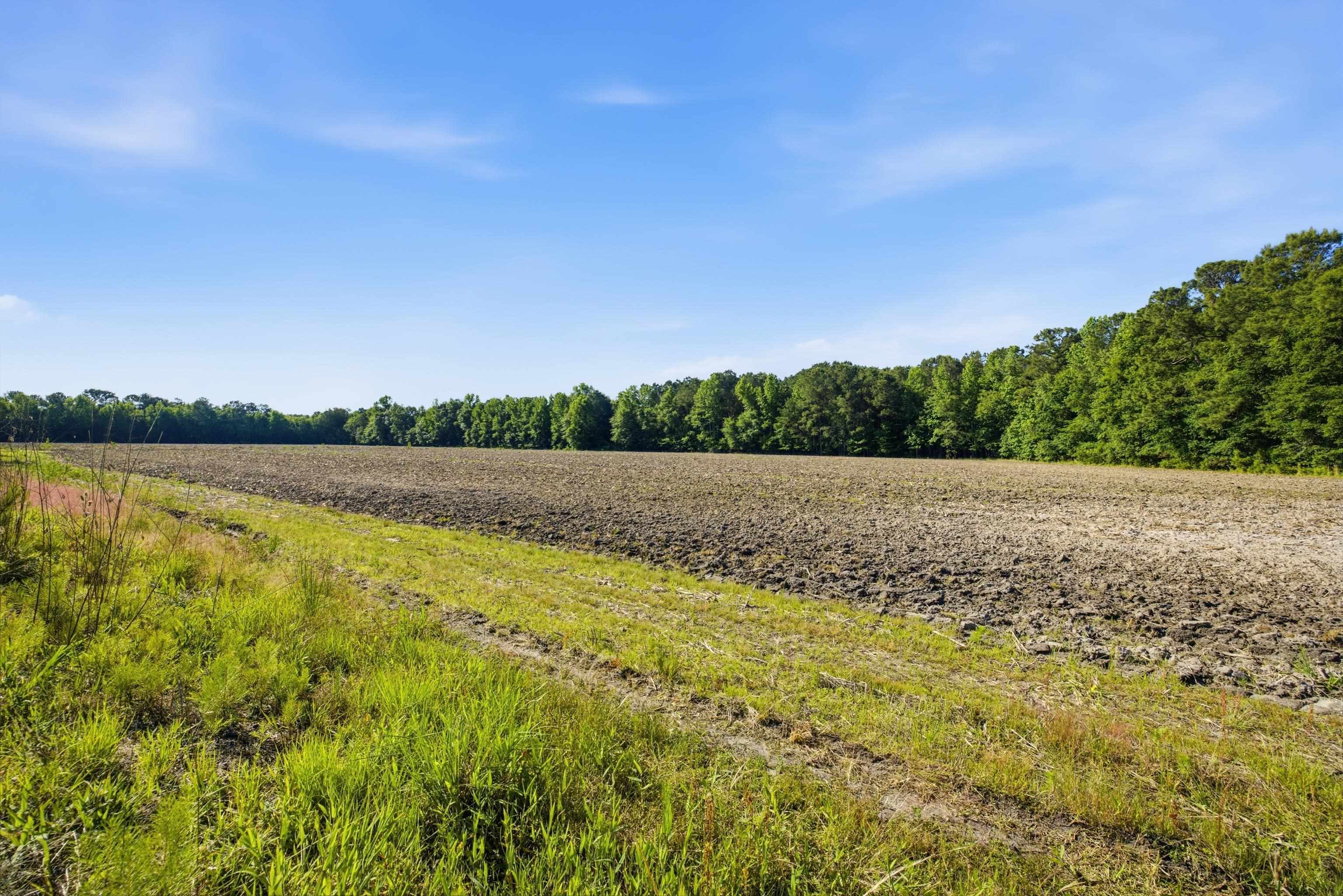 9475 Lake Swamp Road Nichols, SC 29581 - Photo 11 of 36