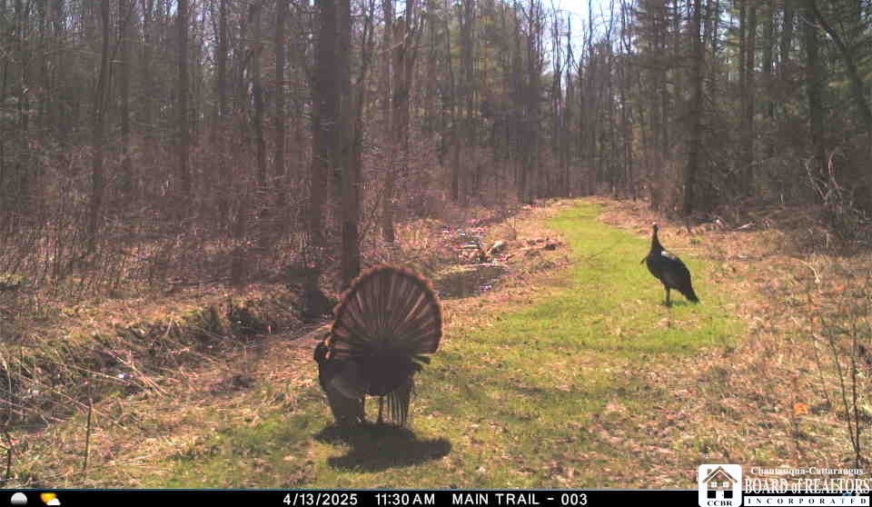 4273 Waterman Road Stockton, NY 14784 - Photo 29 of 37