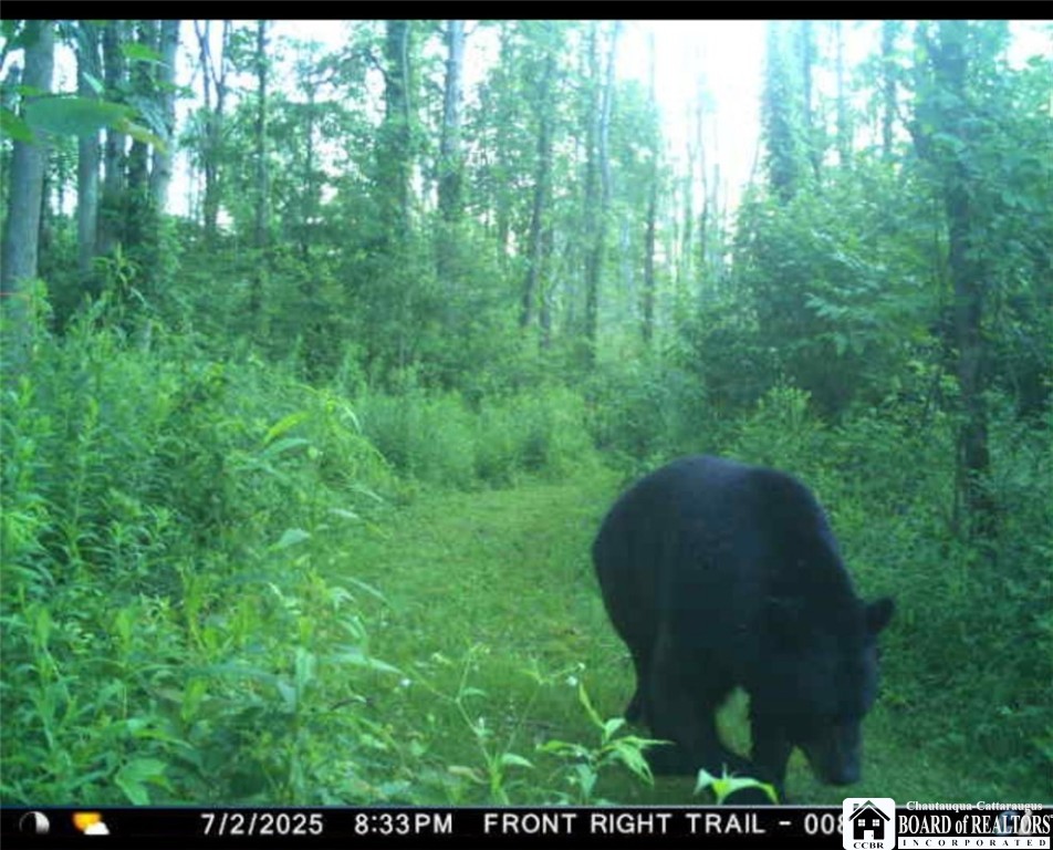 4273 Waterman Road Stockton, NY 14784 - Photo 33 of 37