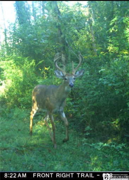 4273 Waterman Road Stockton, NY 14784 - Photo 34 of 37