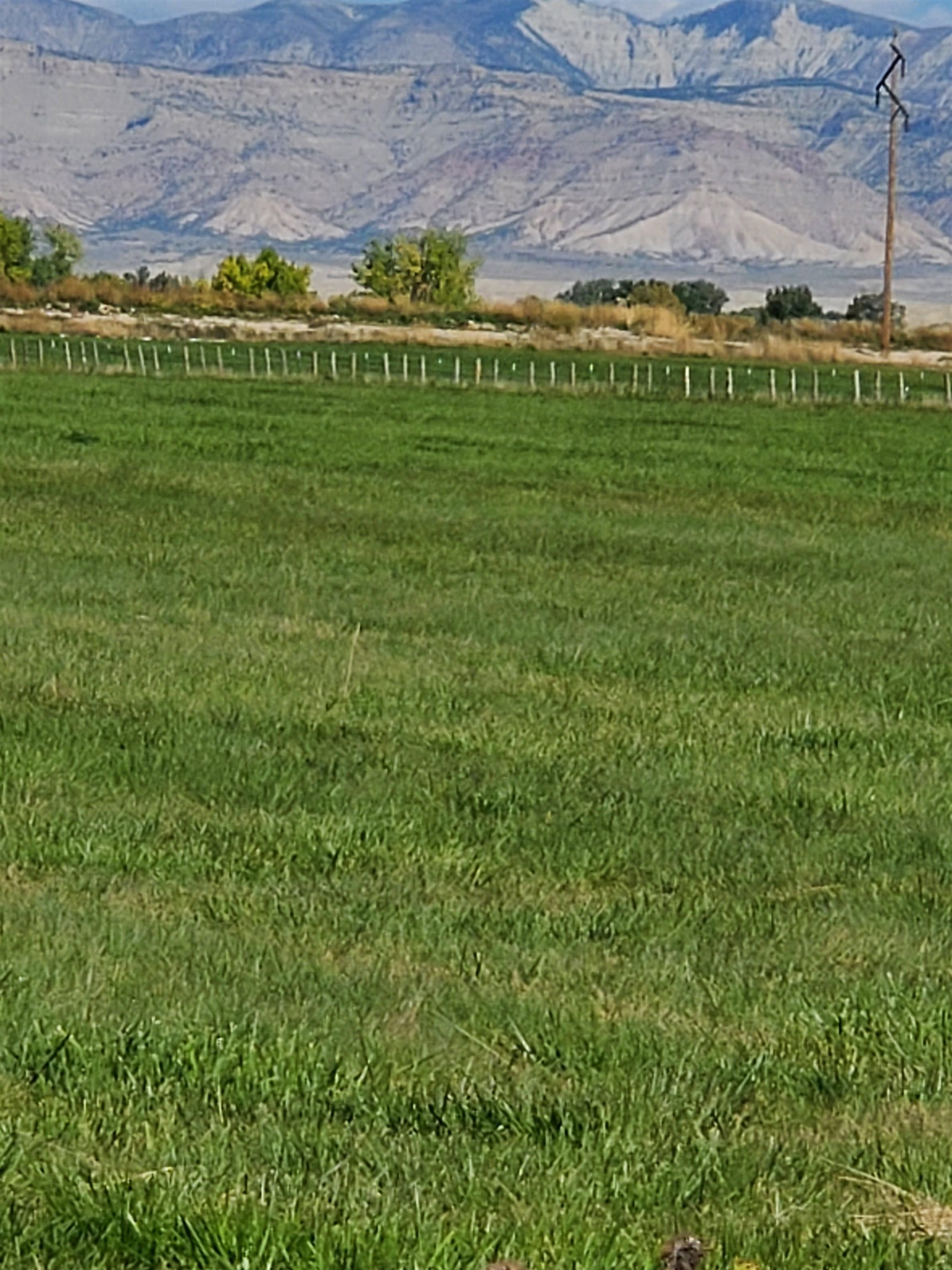 1654 M Road Fruita, CO 81521 - Photo 9 of 9 a big yard with lots of green space and deers