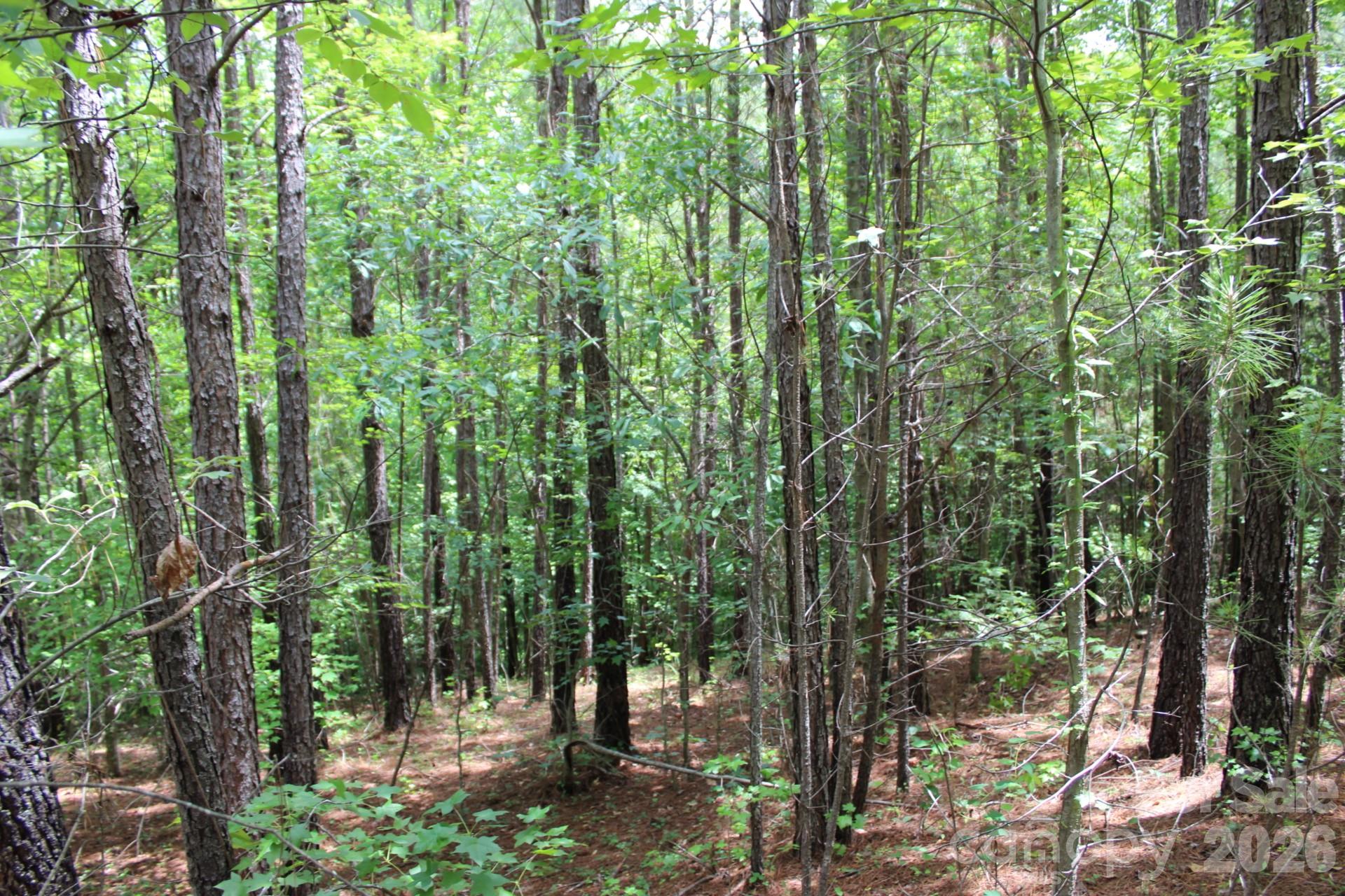 0 John Watson Road Rutherfordton, NC 28139 - Photo 10 of 26 Gallery Image 10