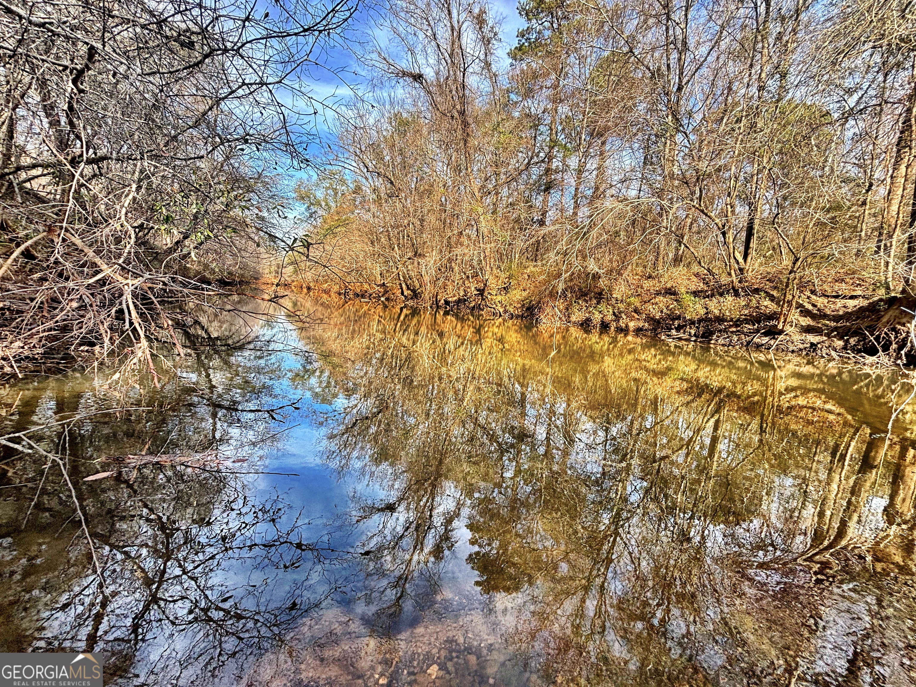 a view of a yard with plants and trees