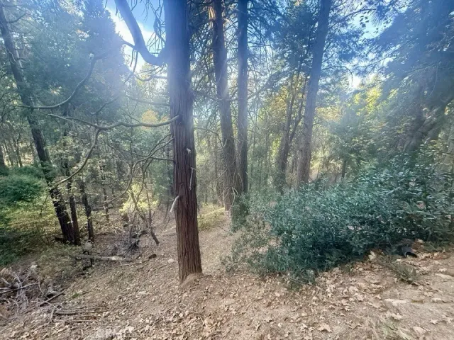 a view of a forest filled with trees