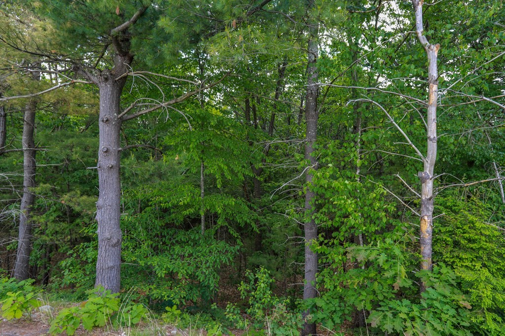 0 Narrows Road Westminster, MA 01473 - Photo 3 of 4 Gallery Image 3