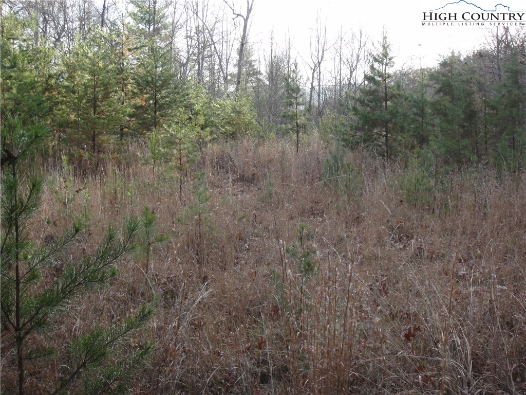 Lot 20 Buck Mountain Road Purlear, NC 28665 - Photo 11 of 21 a view of a forest with a tree