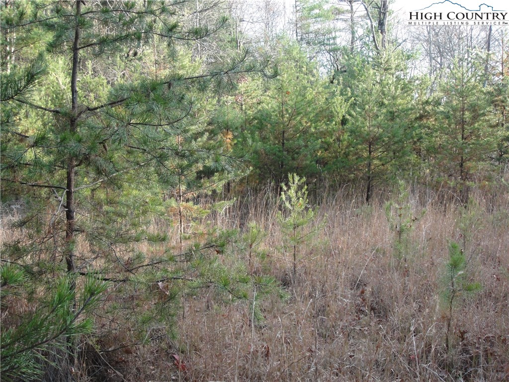 Lot 20 Buck Mountain Road Purlear, NC 28665 - Photo 12 of 21 a view of a forest with lots of trees