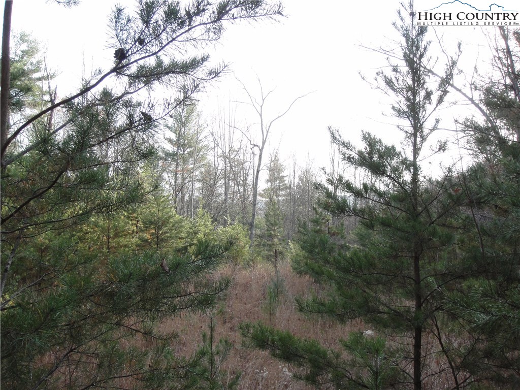 Lot 20 Buck Mountain Road Purlear, NC 28665 - Photo 13 of 21 a view of a yard with a tree