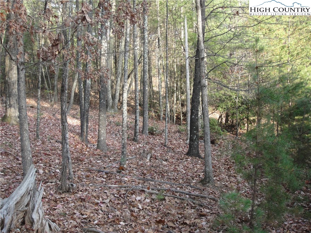Lot 20 Buck Mountain Road Purlear, NC 28665 - Photo 14 of 21 a view of a forest with trees