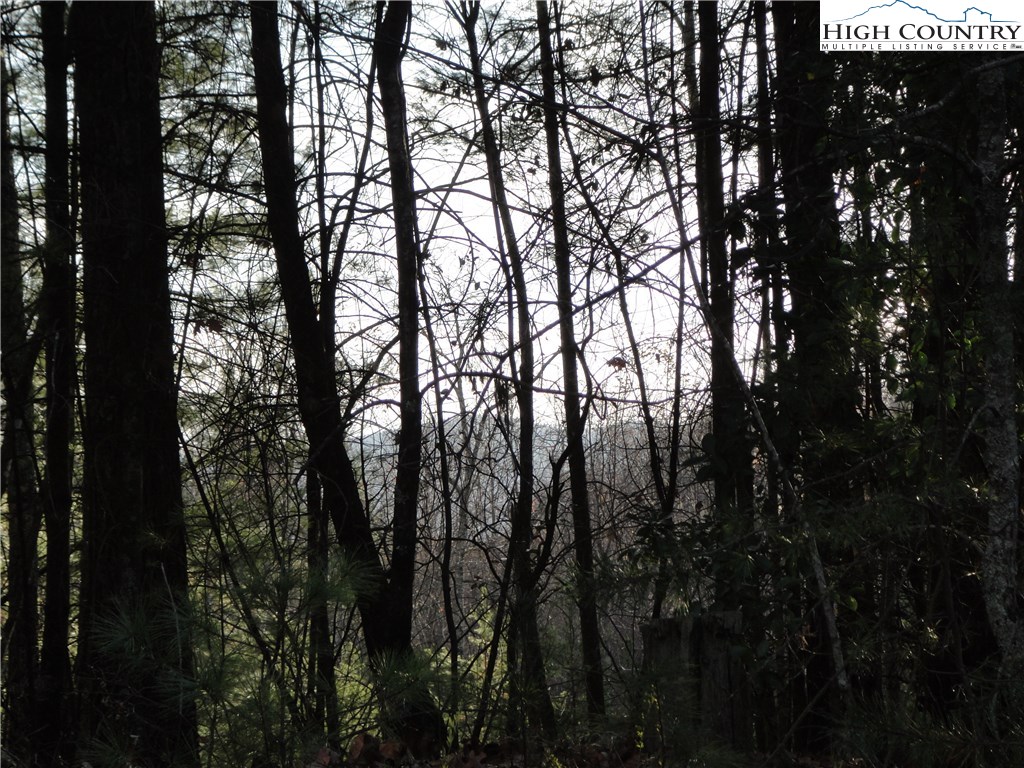 Lot 20 Buck Mountain Road Purlear, NC 28665 - Photo 3 of 21 a view of forest
