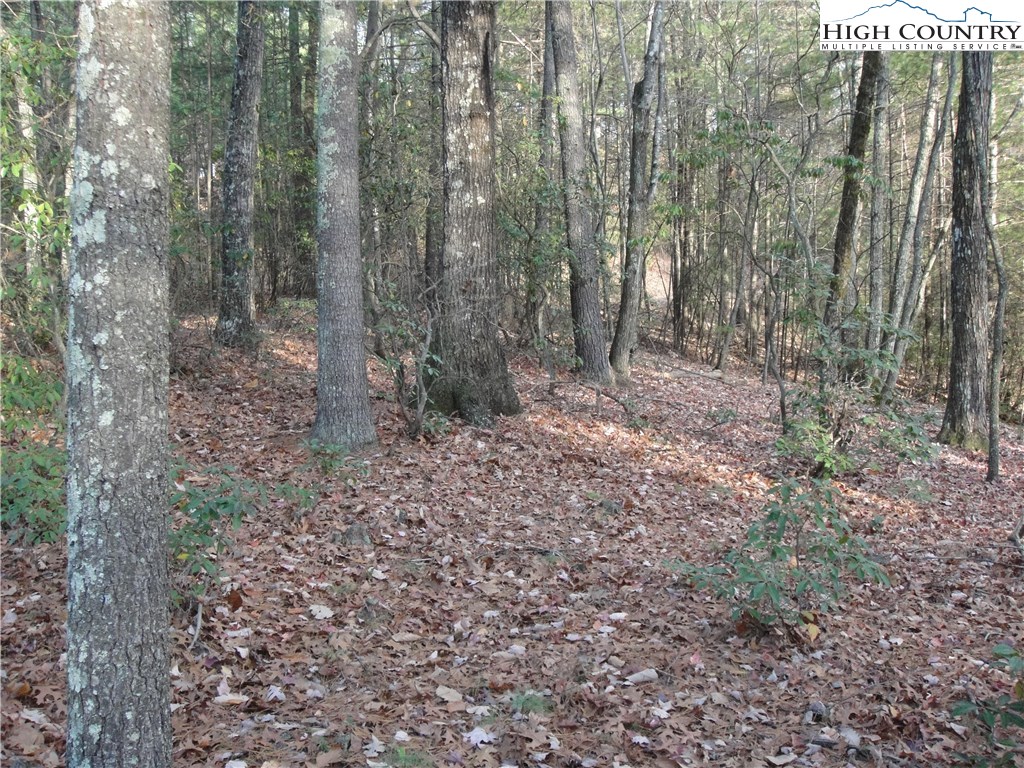 Lot 20 Buck Mountain Road Purlear, NC 28665 - Photo 5 of 21 a view of a forest with trees in the background
