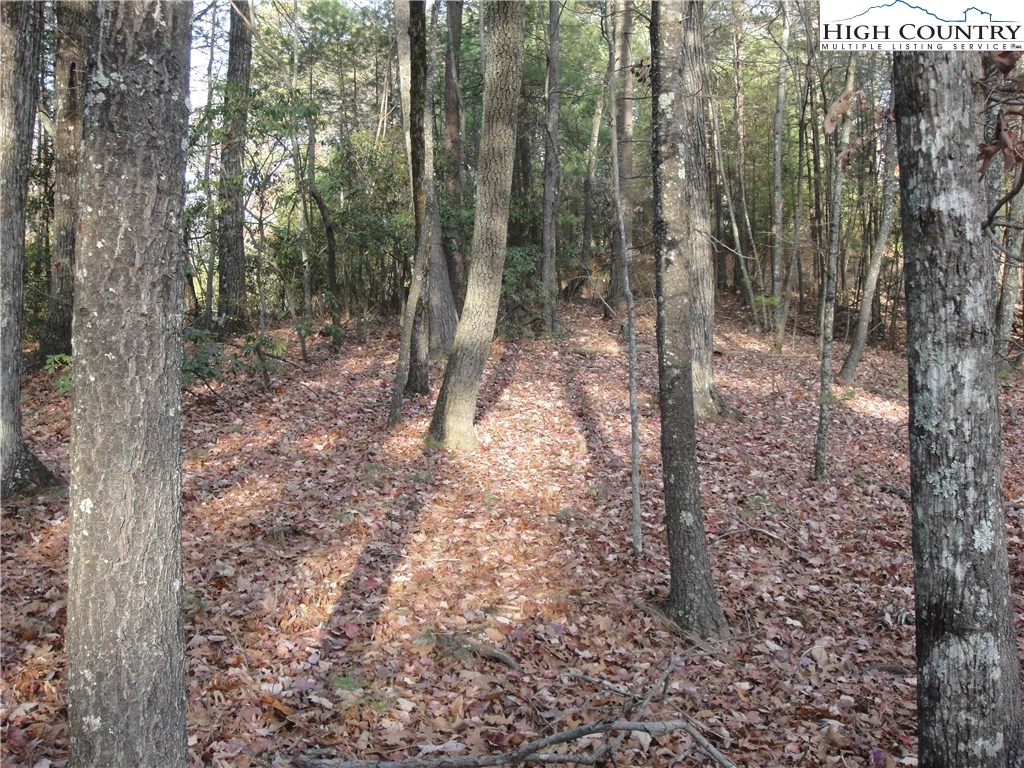 Lot 20 Buck Mountain Road Purlear, NC 28665 - Photo 6 of 21 a view of a forest with trees