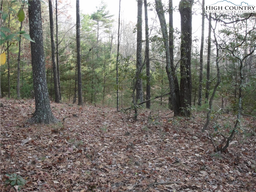 Lot 20 Buck Mountain Road Purlear, NC 28665 - Photo 9 of 21 a view of a forest with trees in the background