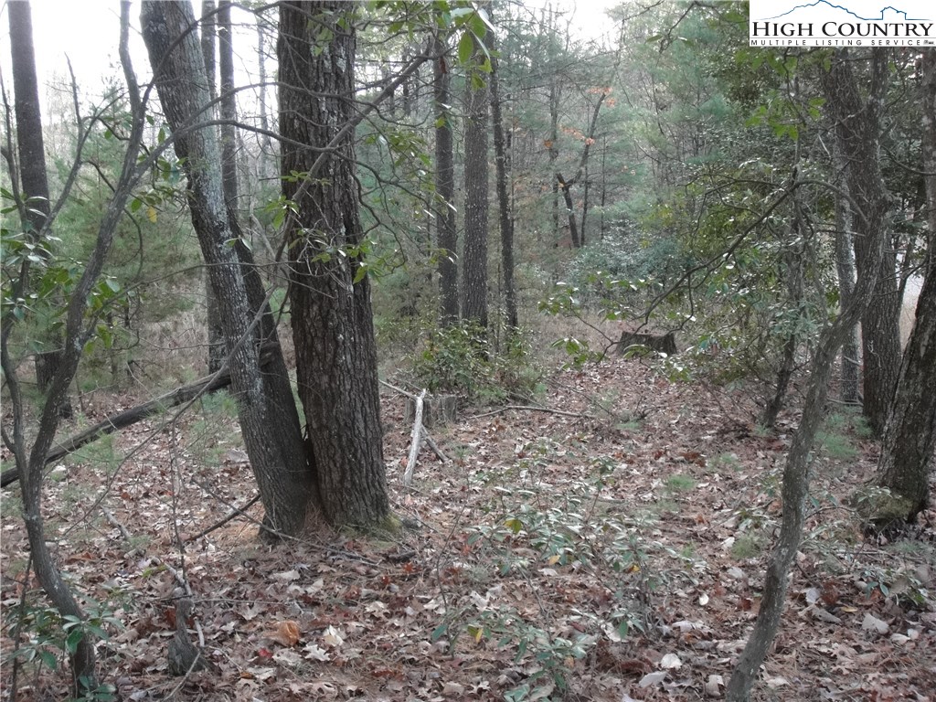 Lot 20 Buck Mountain Road Purlear, NC 28665 - Photo 10 of 21 a view of a forest with trees in the background