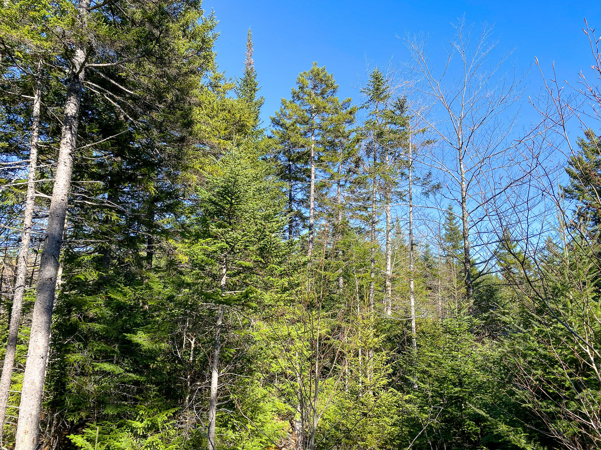 1510 Otis Road Ellsworth, ME 04605 - Photo 12 of 20 IMG_3155