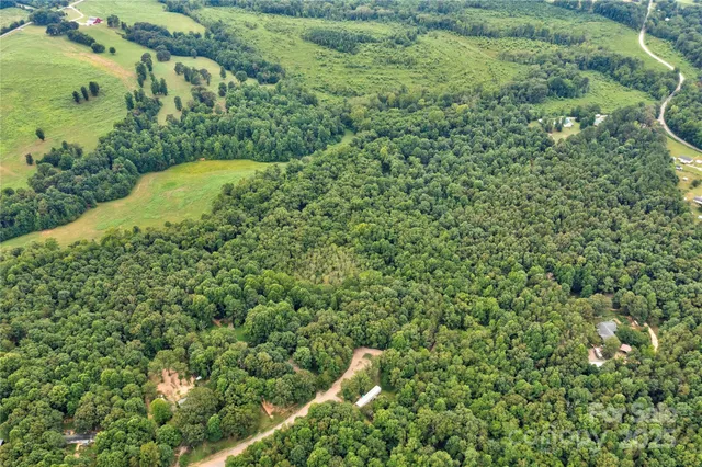 a view of a lush green forest