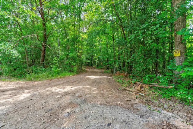 a view of a yard with plants and large trees
