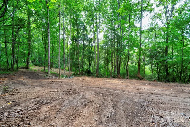 a view of a forest with trees in the background