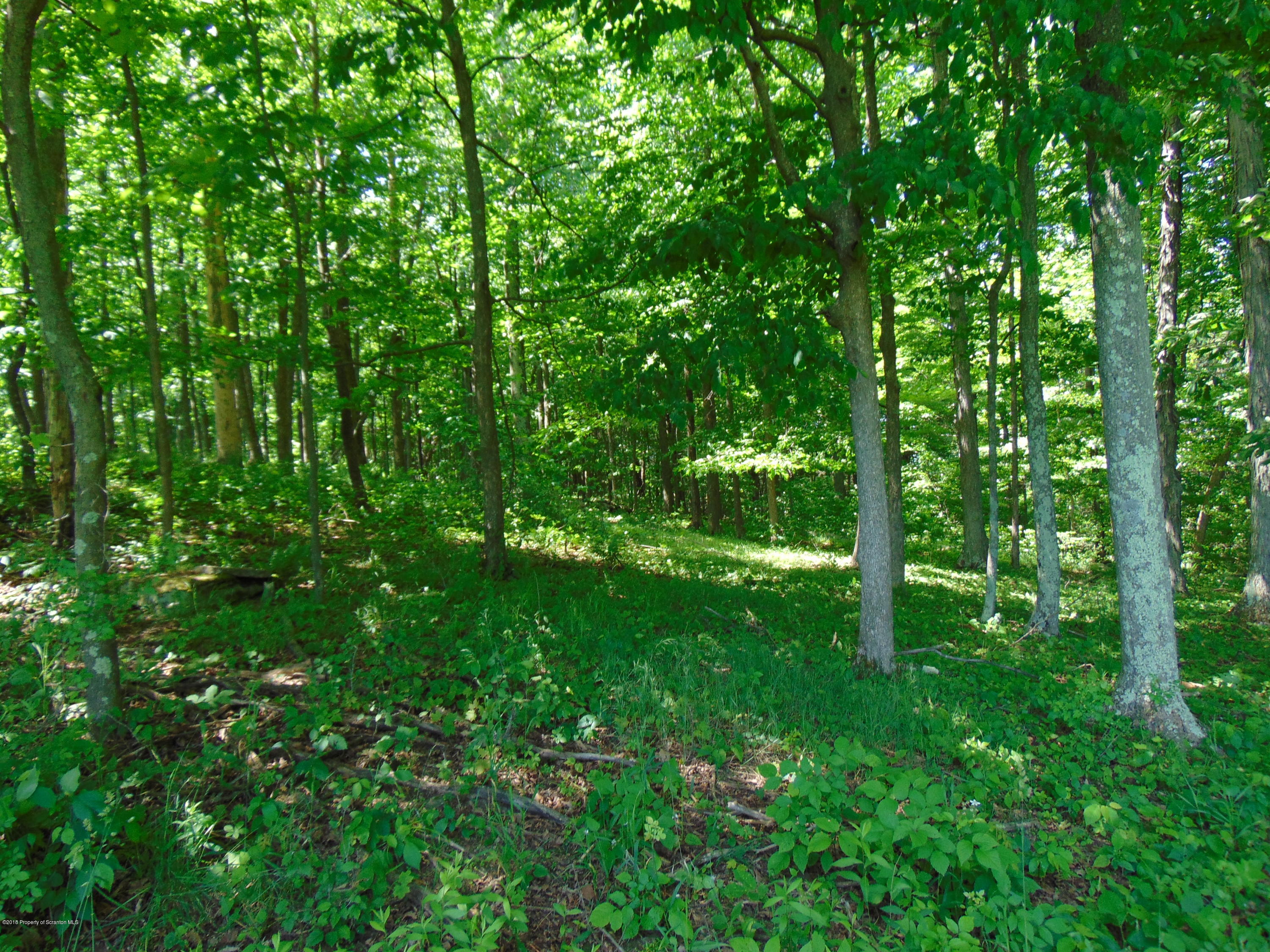 6000 State Rte 3004 Meshoppen, PA 18630 - Photo 11 of 25 a view of lush green forest