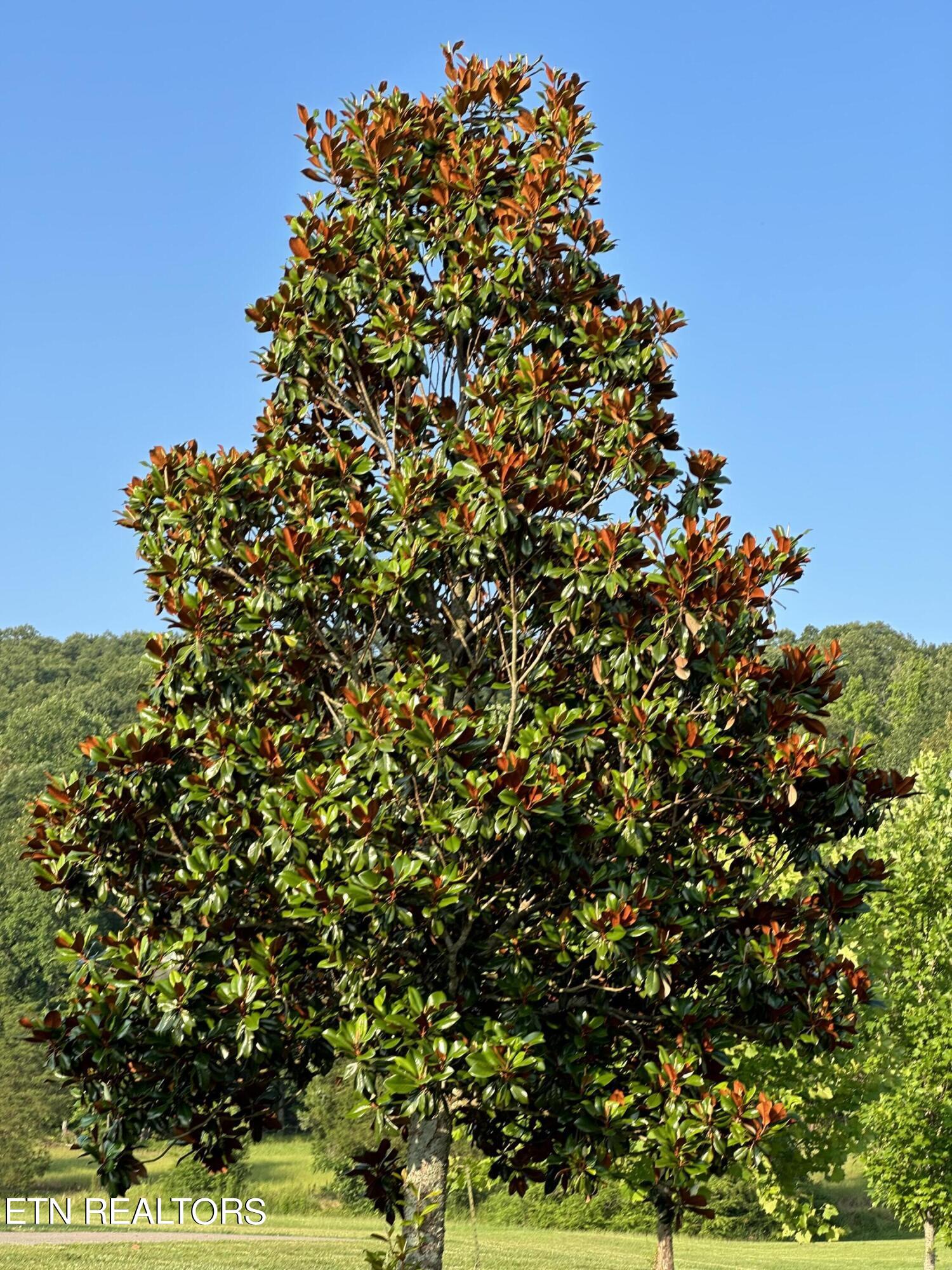 1834 Paint Rock Valley Road Philadelphia, TN 37846 - Photo 45 of 48 IMG_1430