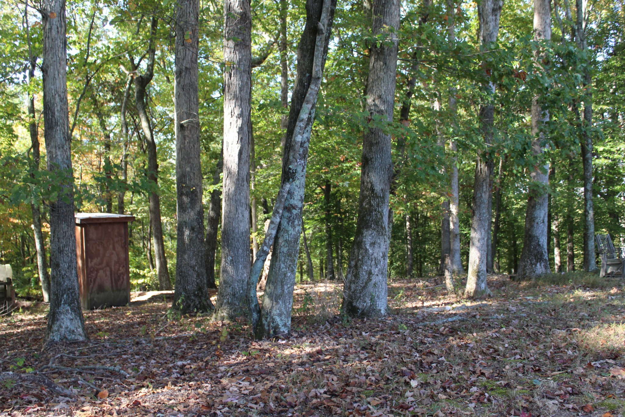 249 Claude Fox Road Lafayette, TN 37083 - Photo 14 of 68 a backyard of a house with lots of trees