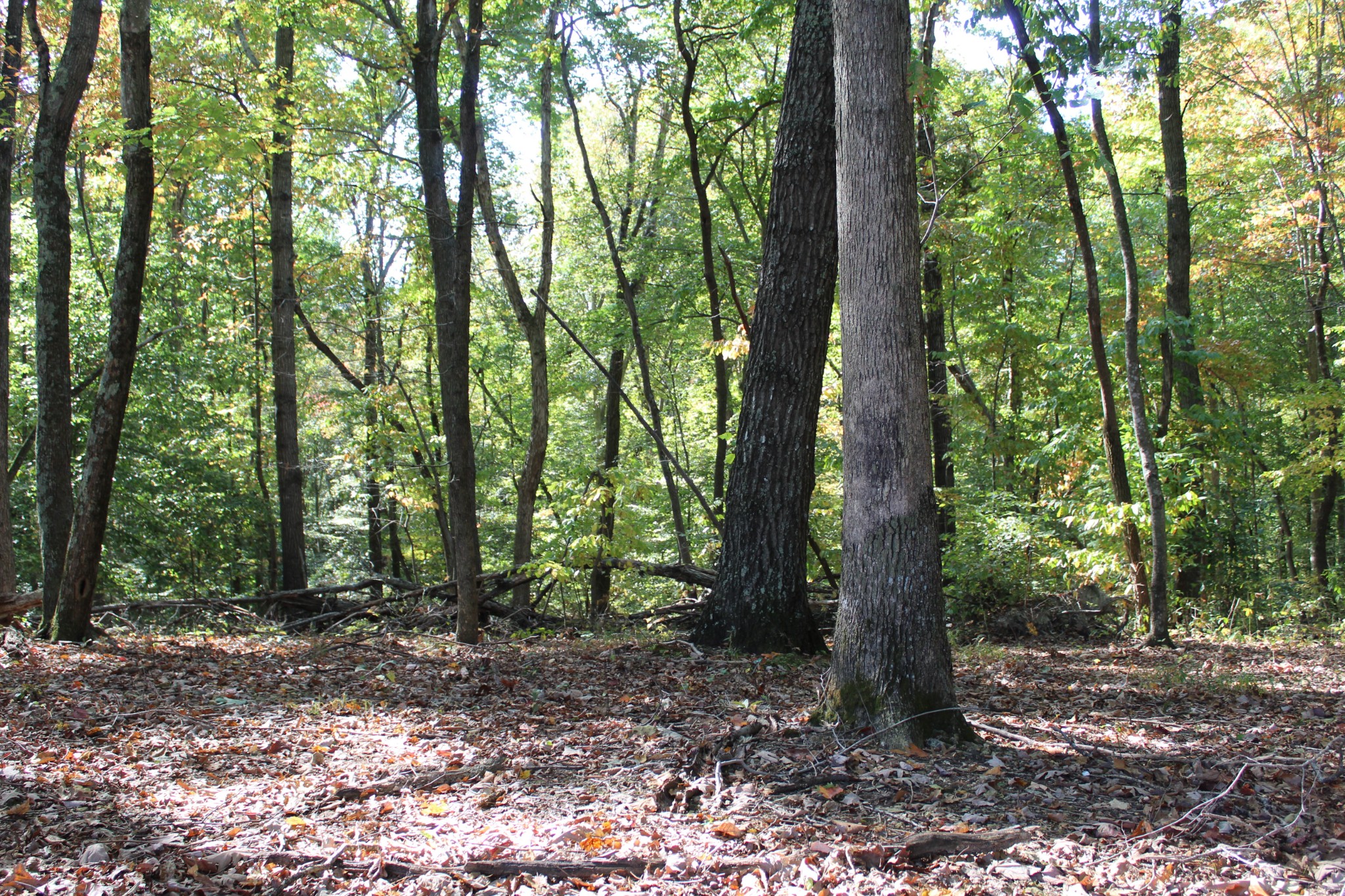 249 Claude Fox Road Lafayette, TN 37083 - Photo 17 of 68 a view of outdoor space and trees