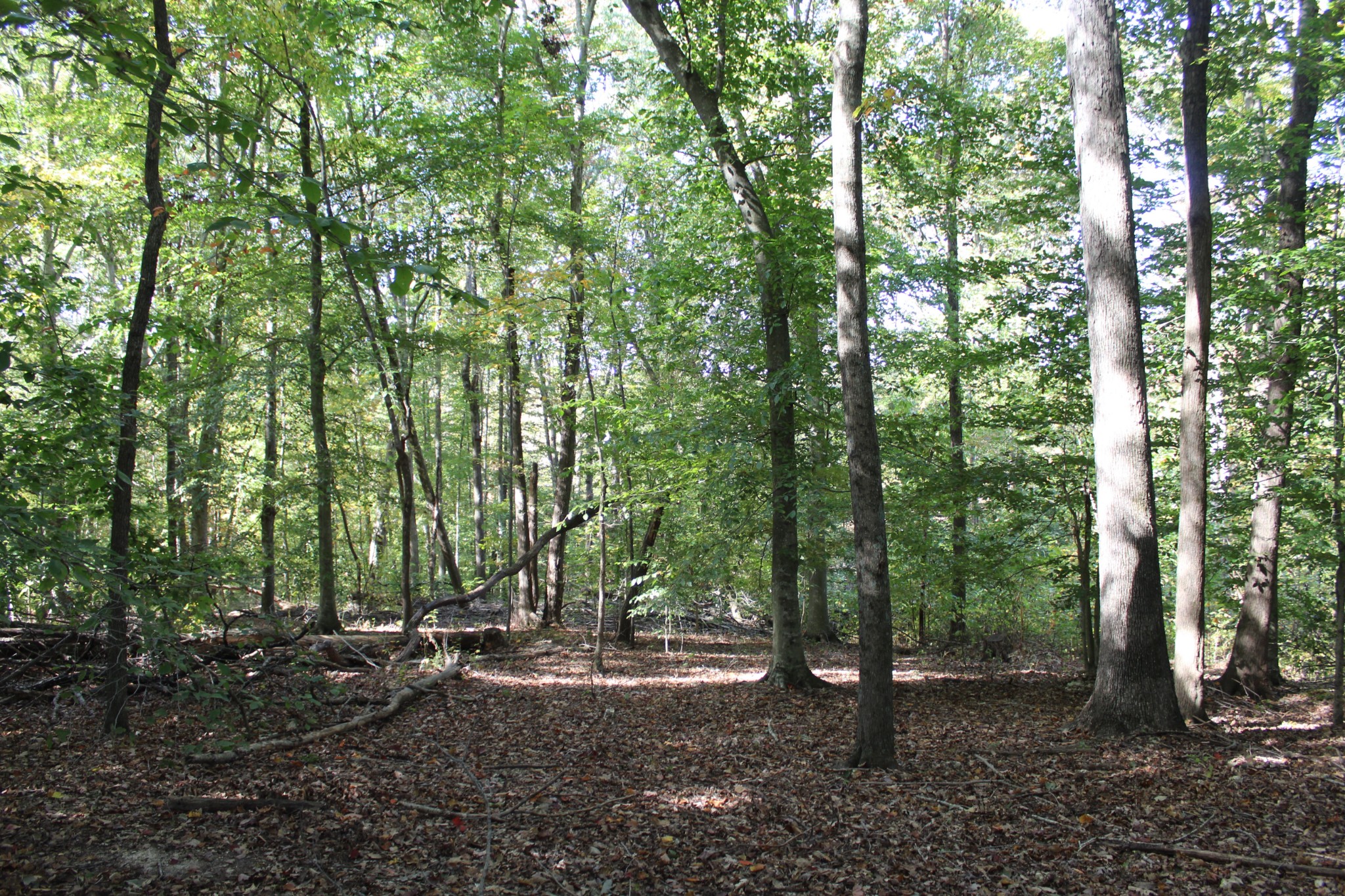 249 Claude Fox Road Lafayette, TN 37083 - Photo 19 of 68 a view of a forest with trees in the background