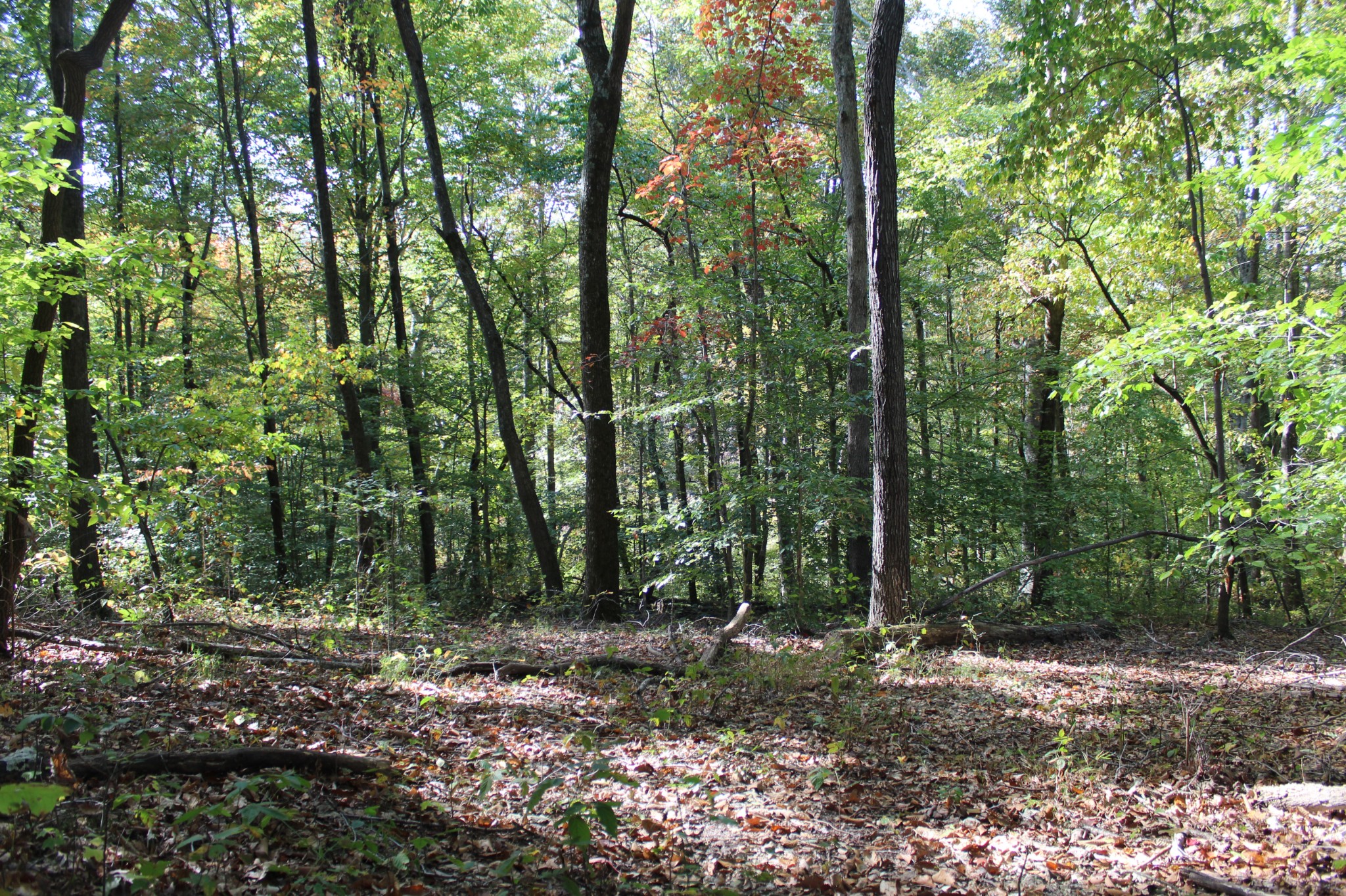 249 Claude Fox Road Lafayette, TN 37083 - Photo 23 of 68 a view of forest