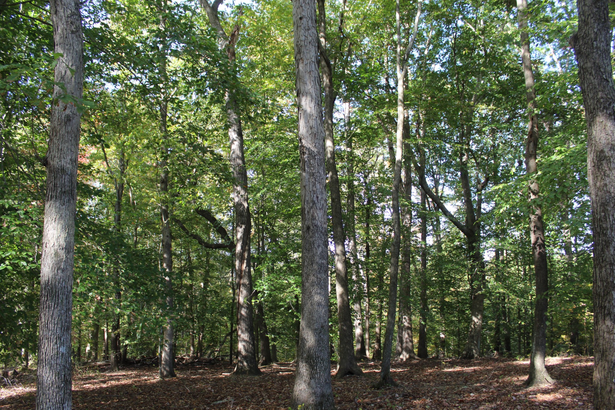 249 Claude Fox Road Lafayette, TN 37083 - Photo 25 of 68 a view of a forest with trees