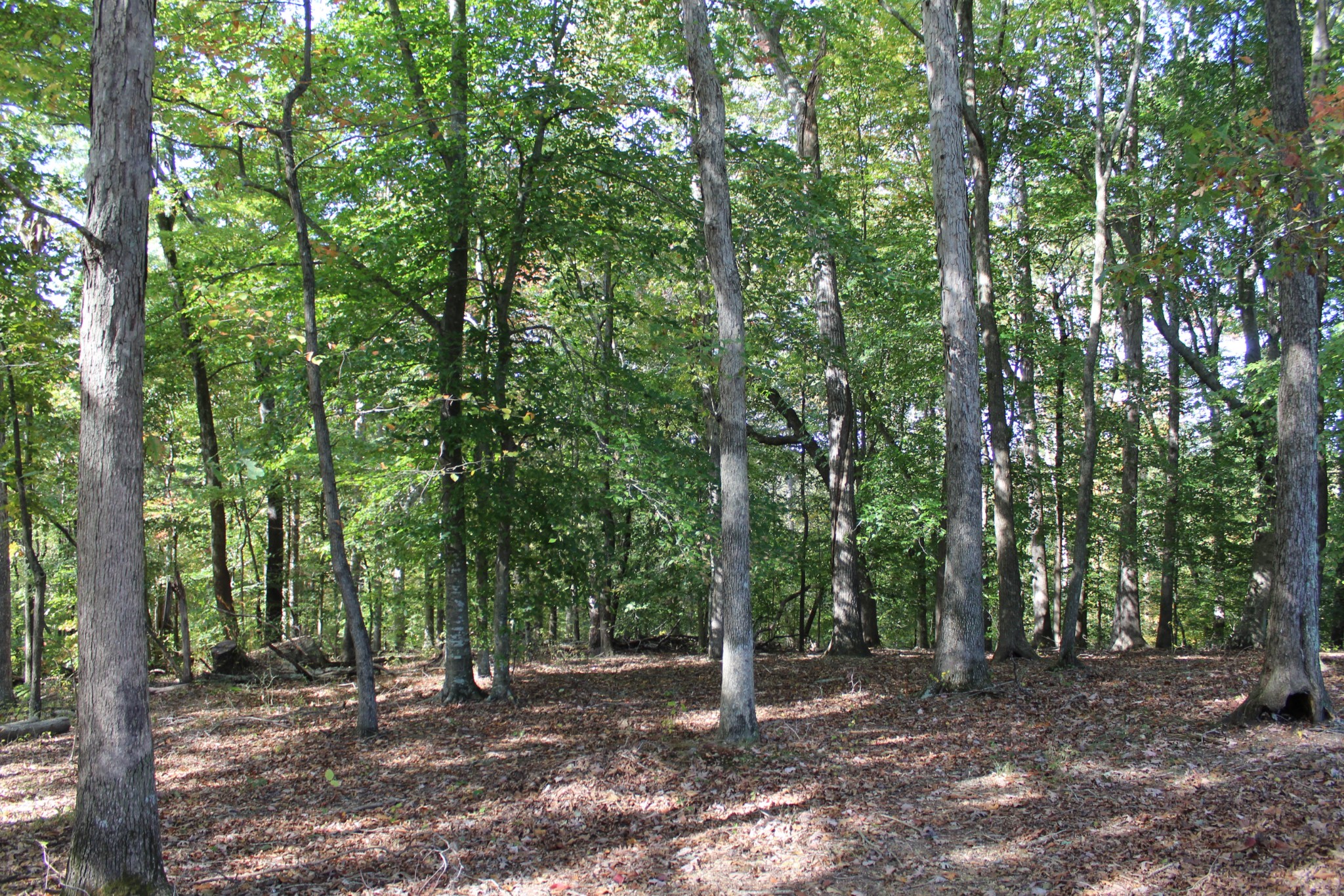 249 Claude Fox Road Lafayette, TN 37083 - Photo 27 of 68 a view of a forest with trees in the background
