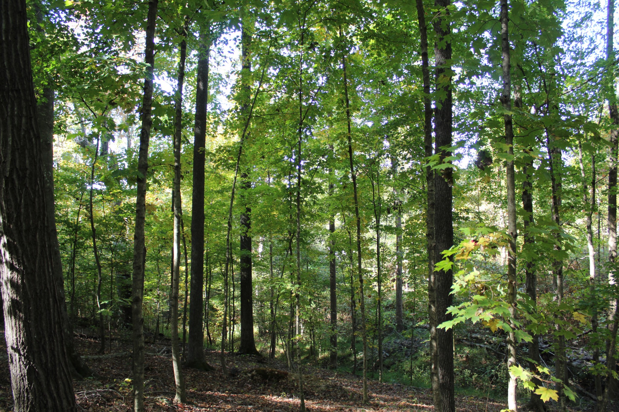 249 Claude Fox Road Lafayette, TN 37083 - Photo 29 of 68 a view of forest