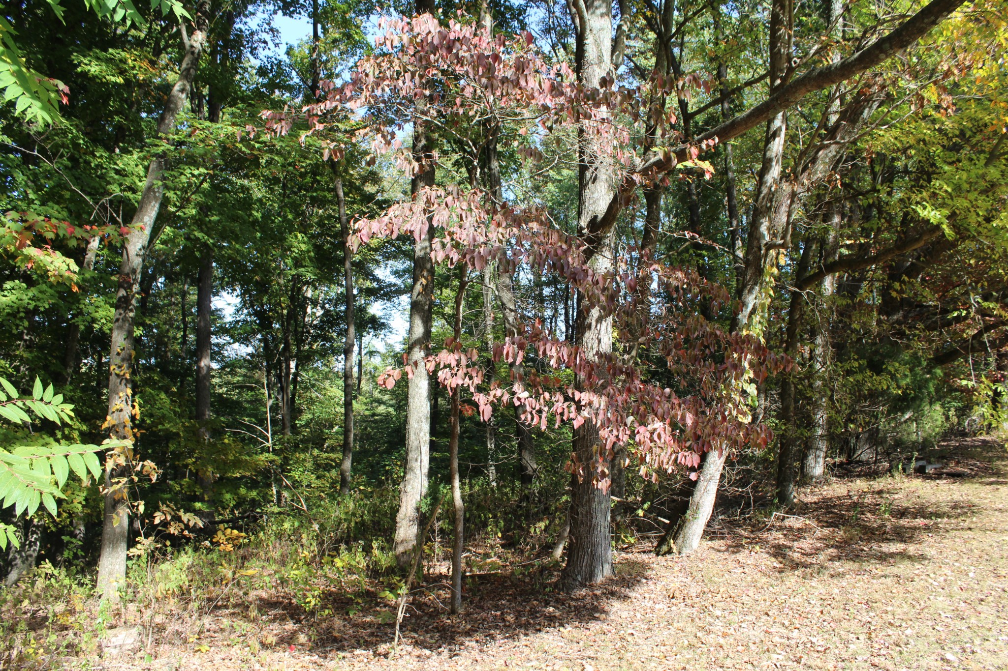 249 Claude Fox Road Lafayette, TN 37083 - Photo 35 of 68 a view of a forest