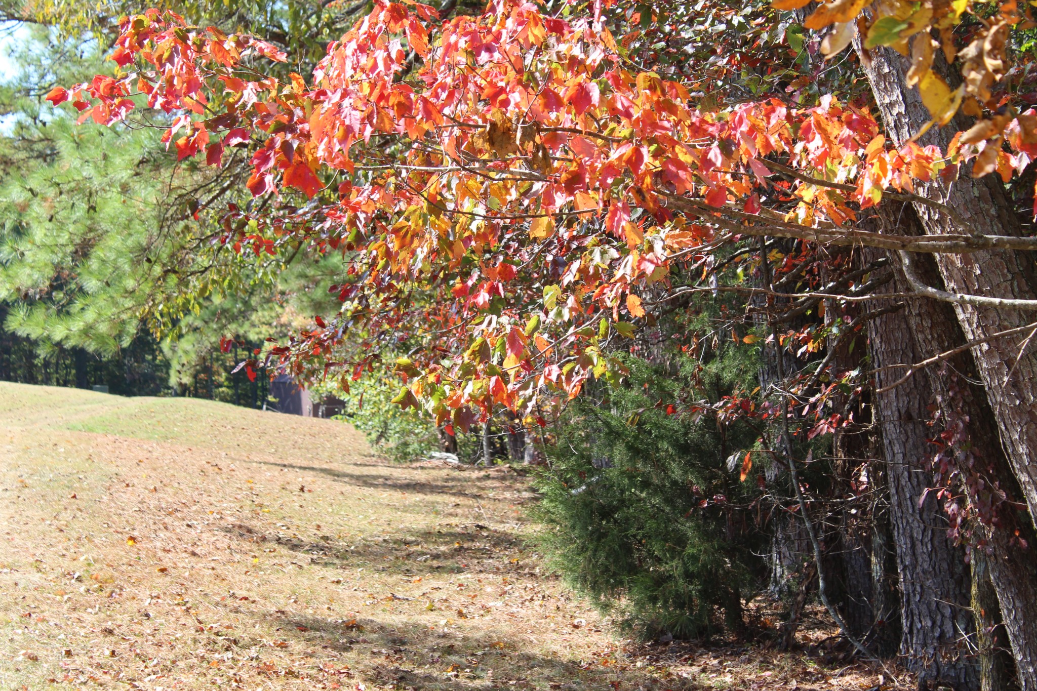 249 Claude Fox Road Lafayette, TN 37083 - Photo 65 of 68