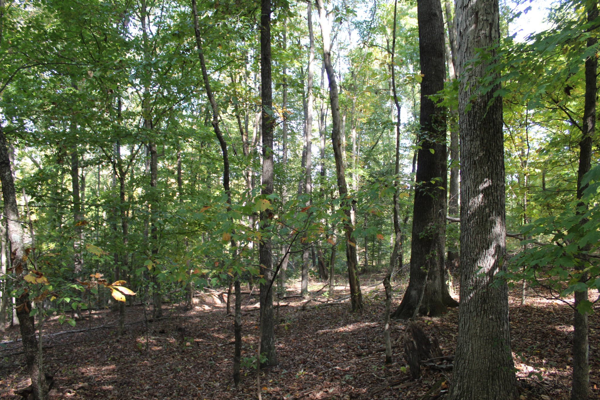 249 Claude Fox Road Lafayette, TN 37083 - Photo 68 of 68 a view of forest