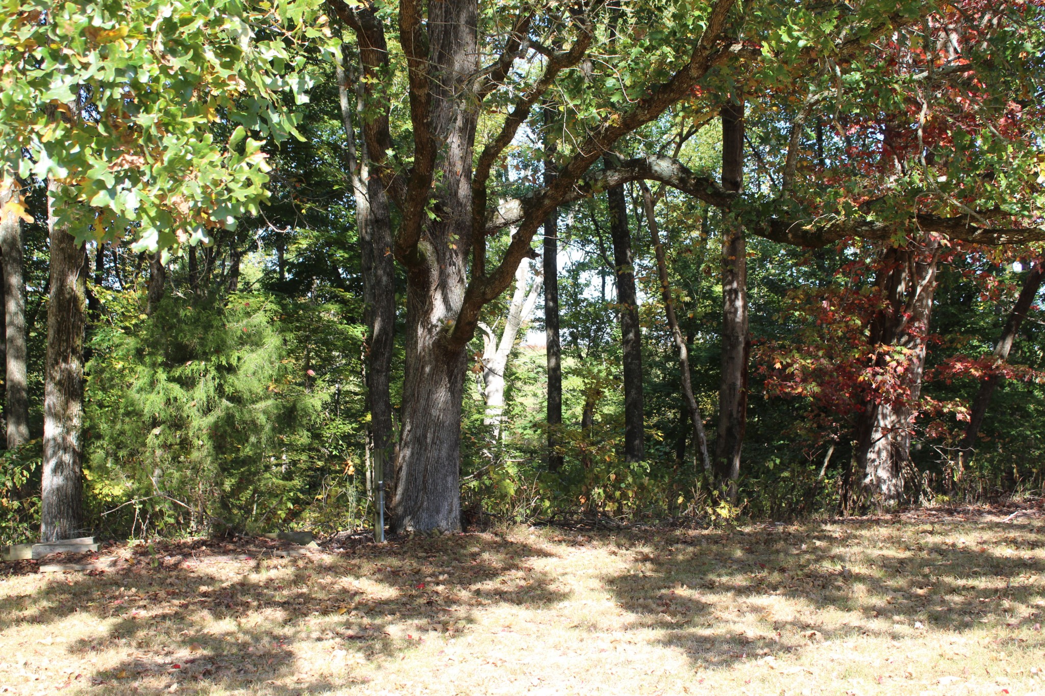 249 Claude Fox Road Lafayette, TN 37083 - Photo 7 of 68 a view of a field with trees in the background