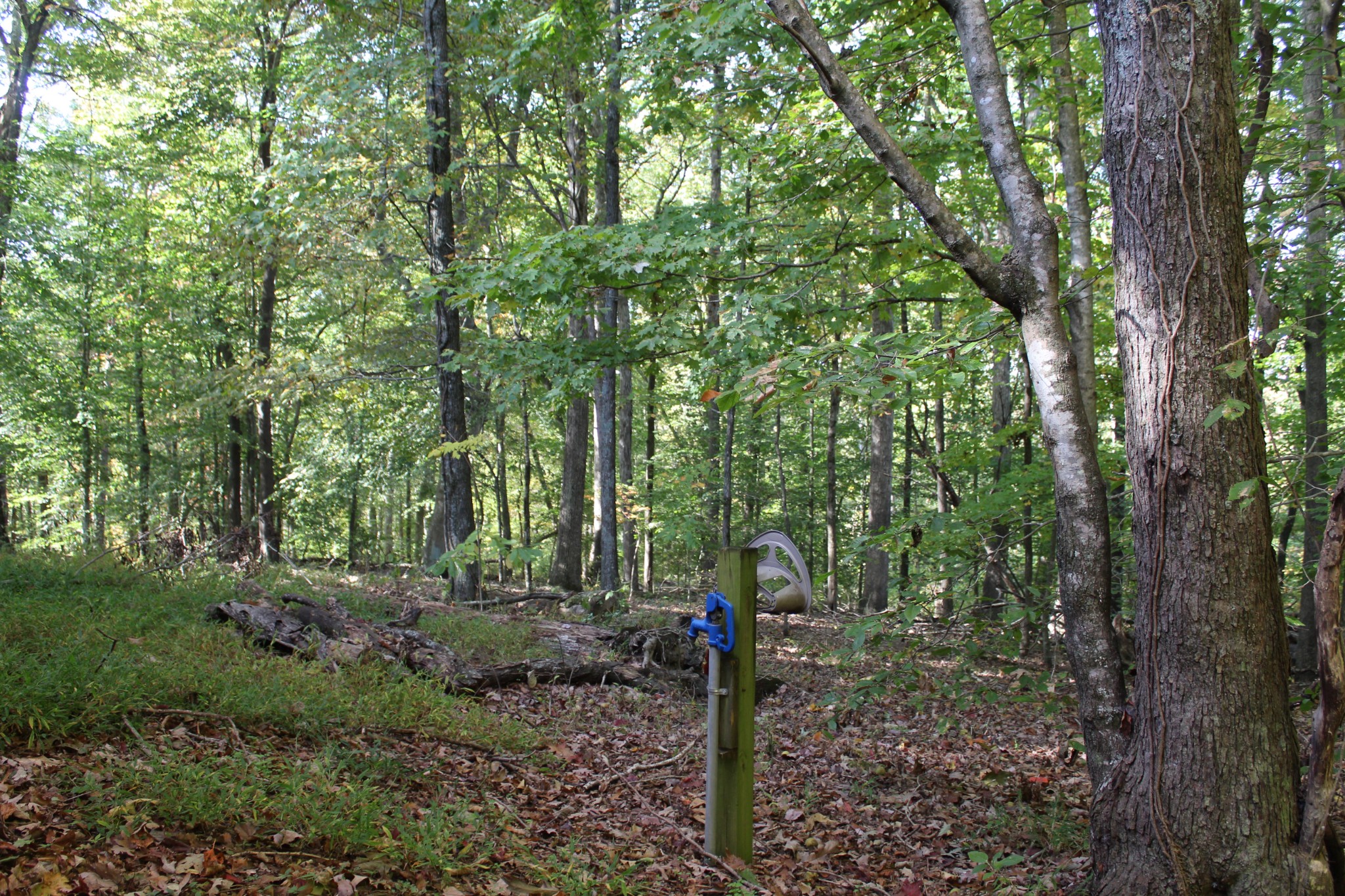 249 Claude Fox Road Lafayette, TN 37083 - Photo 9 of 68 a view of a forest with trees