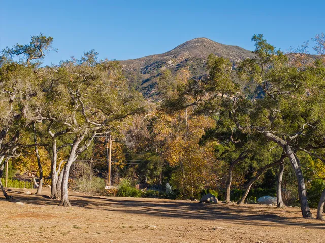 a view of a yard with a tree
