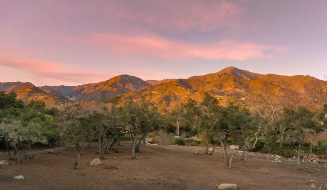 a view of a yard with a tree