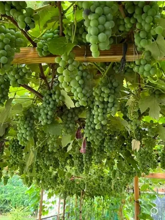 $1,290,000 | 35 Hicks Avenue, Syosset, NY 11791